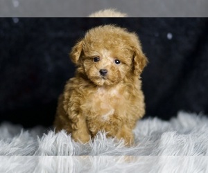 Medium Poodle (Miniature)