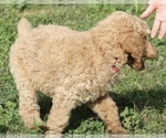 Small Photo #32 Poodle (Standard) Puppy For Sale in GARWOOD, TX, USA