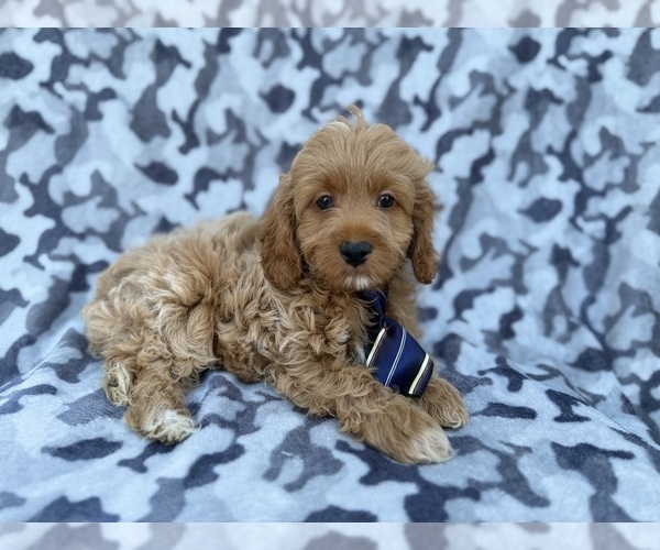 Medium Photo #1 Cock-A-Poo Puppy For Sale in LAKELAND, FL, USA