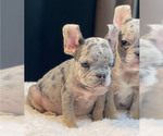 Small French Bulldog