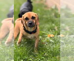 Small #3 Puggle