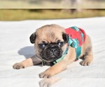 Small #8 Pug