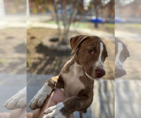 Medium Photo #8 American Staffordshire Terrier-Labrador Retriever Mix Puppy For Sale in Dana Point, CA, USA