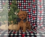 Small Photo #1 Goldendoodle (Miniature) Puppy For Sale in NOTTINGHAM, PA, USA
