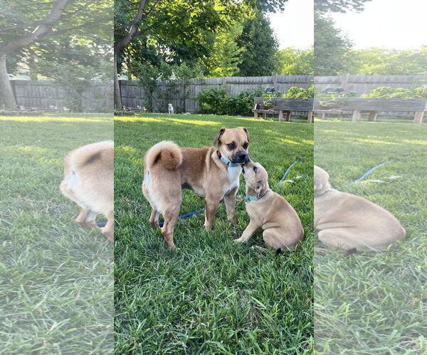 Medium Photo #3 Puggle Puppy For Sale in New London, WI, USA