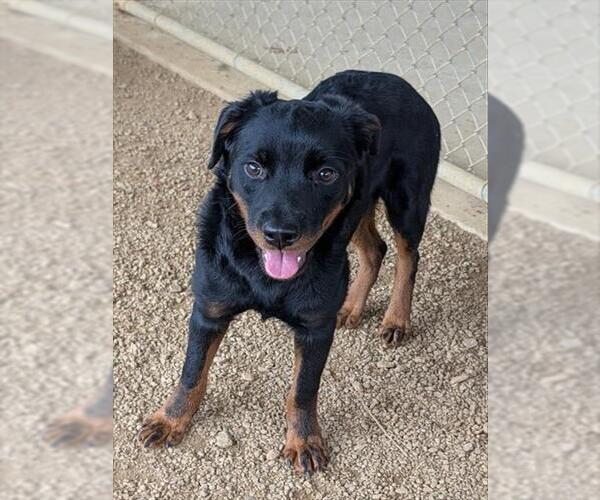 Medium Photo #1 Rottweiler-Unknown Mix Puppy For Sale in Plano, TX, USA