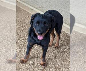 Rottweiler-Unknown Mix Dogs for adoption in Plano, TX, USA