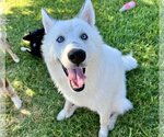 Small #6 Siberian Husky Mix