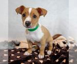 Small #1 Dachshund Mix