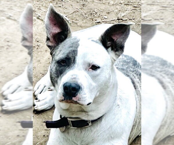 Medium Photo #1 Staffordshire Bull Terrier-Unknown Mix Puppy For Sale in Claremore, OK, USA