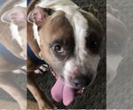 Small #8 Bullypit