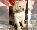 Small Photo #13 Golden Retriever Puppy For Sale in BENNETT, CO, USA