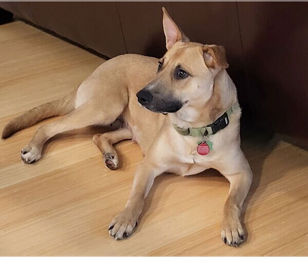 Medium Photo #10 Mutt Puppy For Sale in Cary, NC, USA