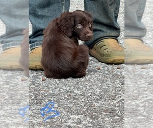 Boykin Spaniel Puppy for sale in NEWBERRY, SC, USA