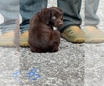 Image preview for Ad Listing. Nickname: Litter of 7