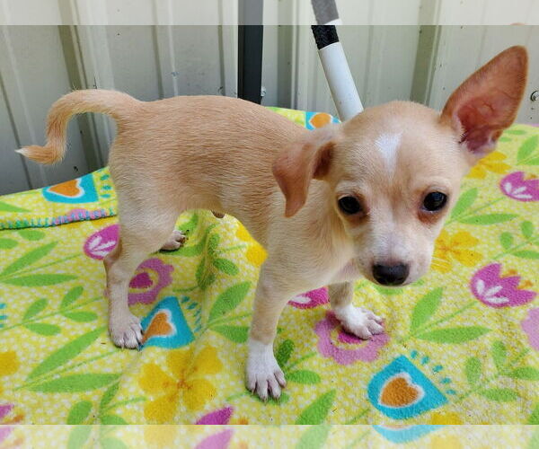 Medium Photo #4 Chihuahua Puppy For Sale in Mountain View, MO, USA