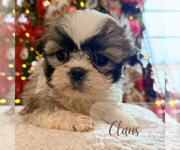 Medium Photo #4 Shih Tzu Puppy For Sale in ADDISON, IL, USA