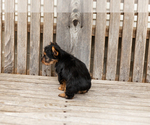 Small #5 Yorkshire Terrier
