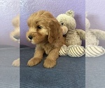 Puppy Art Goldendoodle