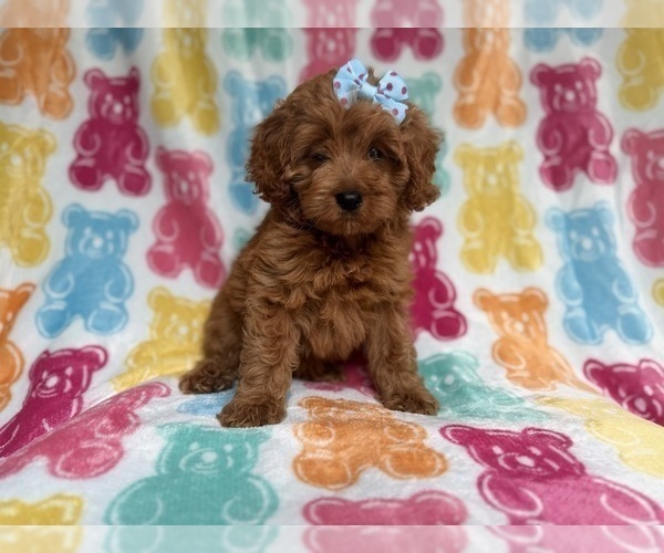 Medium Photo #2 Cockapoo (Miniature) Puppy For Sale in LAKELAND, FL, USA