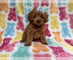 Small #1 Cockapoo (Miniature)