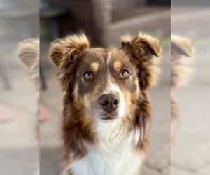 Father of the Golden Retriever-Miniature Australian Shepherd Mix puppies born on 05/04/2025