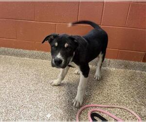 Labrador Retriever-Unknown Mix Dogs for adoption in Pueblo, CO, USA