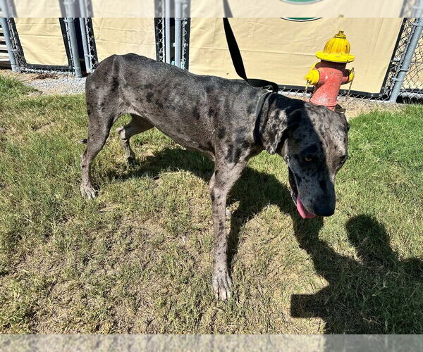 Medium Photo #4 Great Dane Puppy For Sale in Bullard, TX, USA