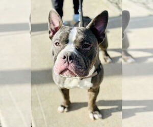 Bulldog-Unknown Mix Dogs for adoption in Jackson , NJ, USA