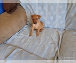 Small Photo #7 Miniature Pinscher Puppy For Sale in BENSON, AZ, USA