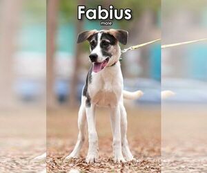 Fabius from Taiwan - Male Mutt Dog for Adoption - Photo #2