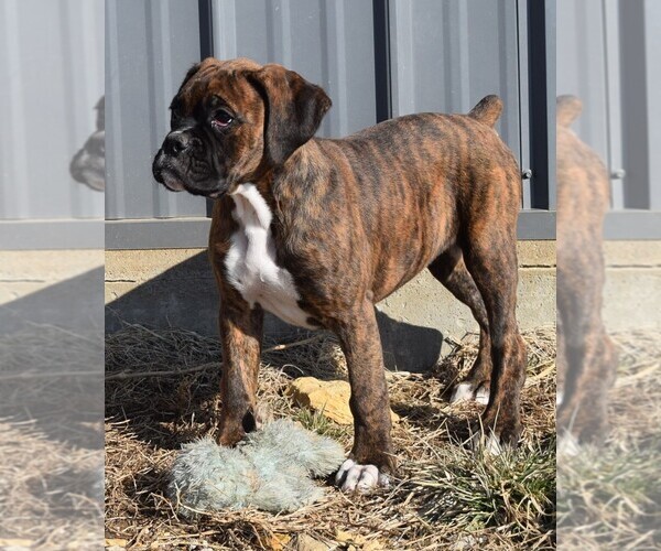 Medium Photo #5 Boxer Puppy For Sale in HUMBOLDT, NE, USA