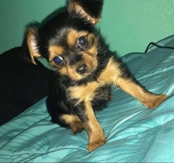 Yorkshire Terrier Puppy for sale in WARNE, NC, USA