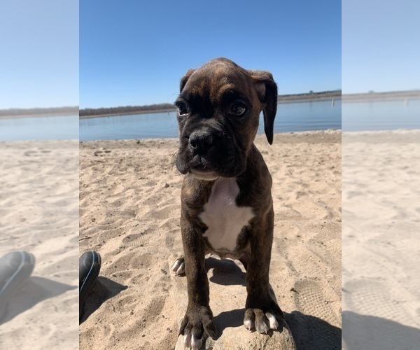 Medium Photo #1 Boxer Puppy For Sale in BRIGHTON, CO, USA