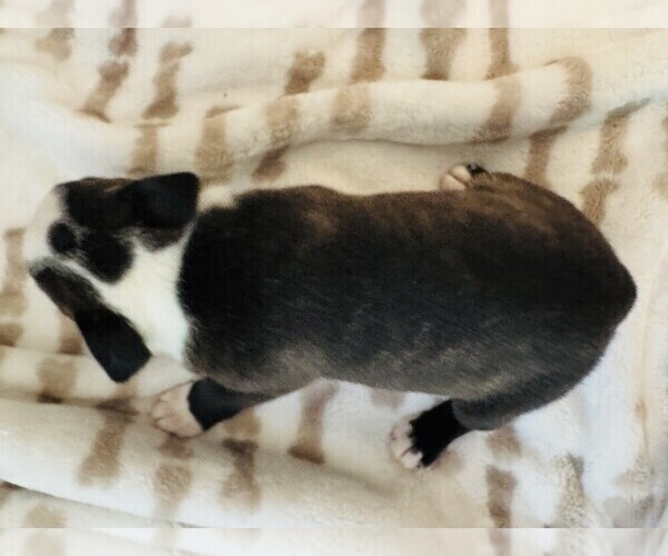 Medium Photo #1 Boston Terrier Puppy For Sale in CARMICHAEL, CA, USA
