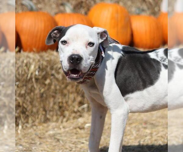 Medium Photo #2 American Staffordshire Terrier-Unknown Mix Puppy For Sale in San Antonio, TX, USA