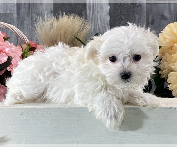 Medium Photo #4 Maltese Puppy For Sale in CANOGA, NY, USA