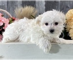 Small #3 Maltese