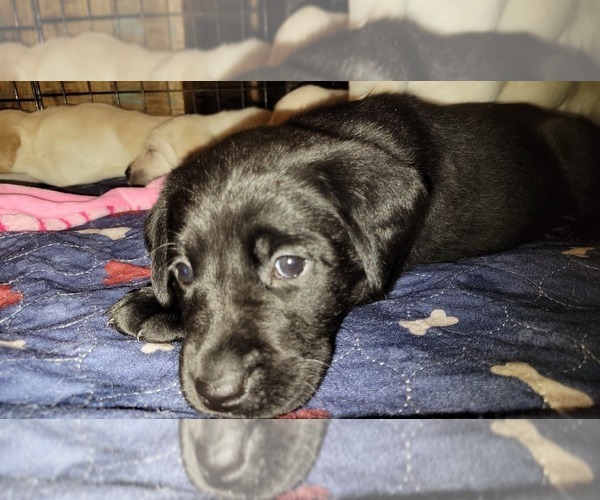 Medium Photo #1 Labrador Retriever Puppy For Sale in MUKWONAGO, WI, USA