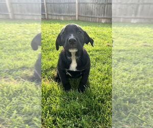 Australian Shepherd-Great Pyrenees Mix Dogs for adoption in Aurora, IN, USA