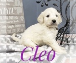 Small Photo #14 Goldendoodle Puppy For Sale in CEDAR GAP, MO, USA