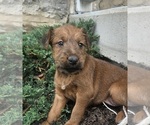 Puppy Trixie Irish Terrier