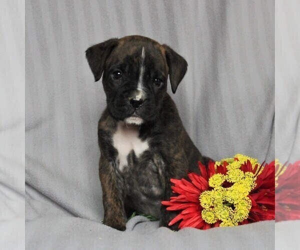 Medium Photo #5 Boxer Puppy For Sale in NEW HOLLAND, PA, USA