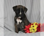 Small Photo #5 Boxer Puppy For Sale in NEW HOLLAND, PA, USA
