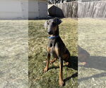 Small #1 Doberman Pinscher