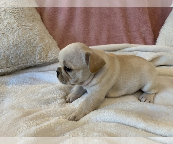 Medium Photo #14 French Bulldog Puppy For Sale in JOHNS ISLAND, SC, USA