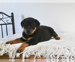 Rottweiler Puppy for sale in FREDERICKSBURG, OH, USA