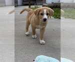 Small #1 Labrador Retriever Mix
