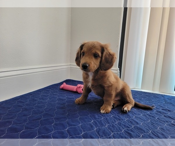 Medium Photo #10 Aussie-Poo Puppy For Sale in DORAL, FL, USA