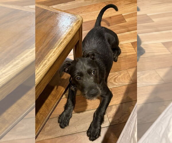 Medium Photo #2 Mutt Puppy For Sale in Mundelein, IL, USA